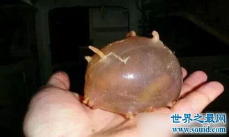 �����ܳ��� Ƥ���к��д������ز��ܳ�