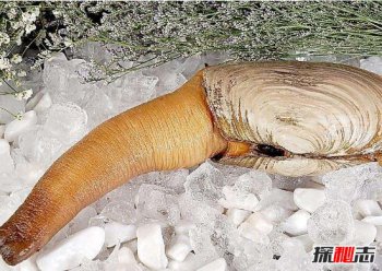 象拔蚌像什么 属于“看起来很脏”的生物