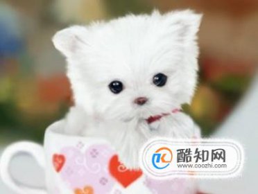 �豭Ȯ������ ���豭Ȯ�Ļ���