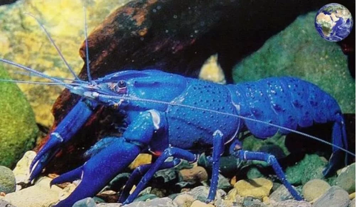 ��ħϺ�ܳ��� �г��۸����Ǯһֻ