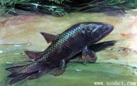 空棘鱼有多罕见 世界上最罕见的鱼