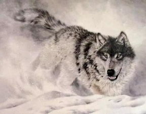 狼窝里的山羊的歇后语是什么 狼窝里的山羊—九死一生