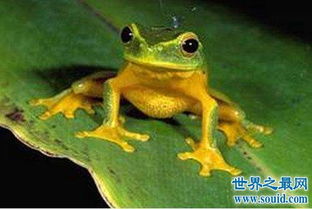 什么动物会冬眠 大部分生活在寒带和温带