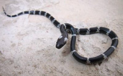 七步蛇是什么蛇 尖吻蝮又称为百步蛇、五步蛇、蕲蛇