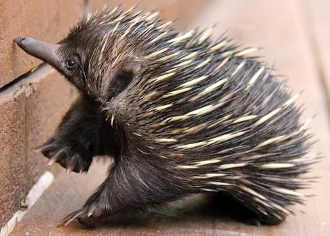 ������ʲô���� ���ڷǳ�ԭʼ����ļ�׵����