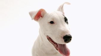 �Ա���ʲô�� �Ա��ǿ���һ����ţ�Ĺ���