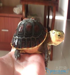 ����Ե�տǹ그����