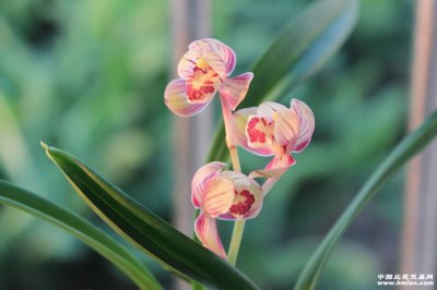 ���о���ָ����ʲô ָ����÷�������񡢾��е�����