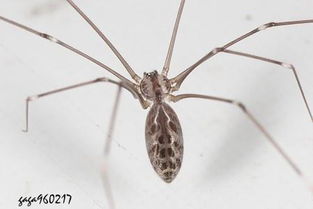 ������Ϊʲô���ܴ��� �����������