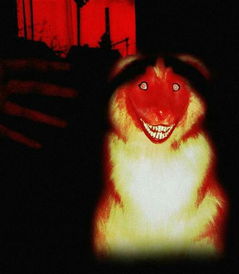 微笑狗为什么吓人 源自于它那瘆人的微笑