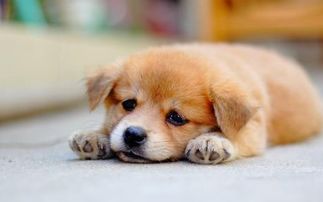 ΢Ц��Ϊʲô���� Դ�������ǯ}�˵�΢Ц