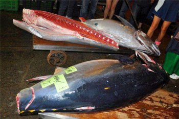 ����������ʮ���� ��������������ʲô