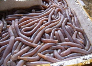 ɳ����ʲô ����һ�������ֳƹ����ǳ�