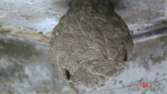 �Ʒ����˹���������� ��Ҫ������ָ����