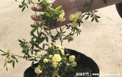 木香花为什么不能种 因为木香花是不吉利的