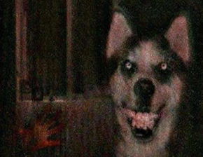 ΢Ц��������� ����ֲ����¸���������ʾ