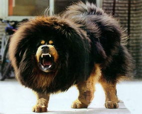 恐狼和剑齿虎哪个更强