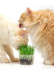 猫薄荷对猫有什么作用 相当于一种温和的镇定剂