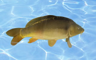 ��������ʲô�� ���������������