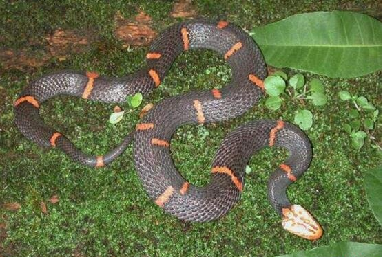 白头蛇是什么蛇 一种脾气最怪的毒蛇