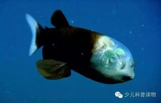 ����Ϻ��ʲô �Ǻ���������һ��͸����Ϻ��