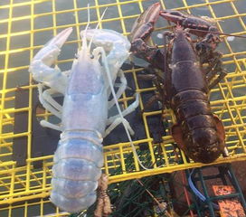 ����Ϻ��ʲô �Ǻ���������һ��͸����Ϻ��