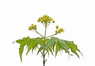 ��������Ԣ��������ʲô Ԣ���ż���İ���