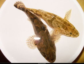 ��ͷ��������Ǯһ�� 100Ԫ����һ��