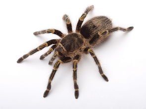 ֩��ṥ��˯�������� ���ṥ��˯�����˿��Է��ĵ�˯��