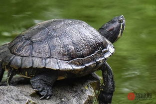 ���ڹ���ʲôԤ���� ��Ĳ���Ҳ������ɫ