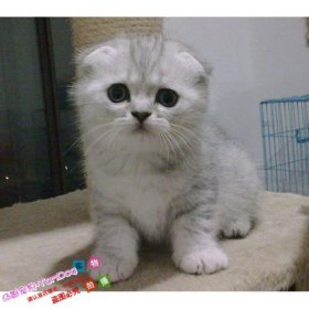 银渐层猫多少钱一只 非血统证书的银渐层大概在800至3000元