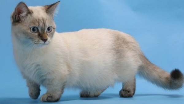 曼赤肯猫多少钱一只 便宜的一般都要在5000元左右