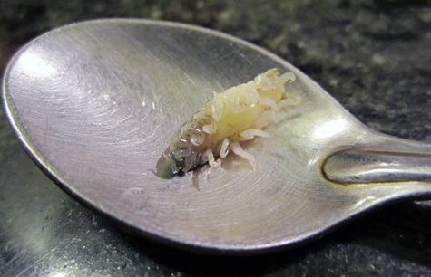 贝蒂寄生虫的鱼能吃吗 贝蒂寄生虫对什么动物有危害-走红网