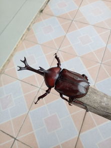 �����ɶ���Ǯһֻ һ��������70-100Ԫһֻ �������忴��С