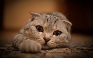 �������౻���ǳ��� ������֮���ǻ�ǳ��