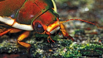 ʬ������ʵ���ڵ��� �����Զ���ʬ��Ϊ��������