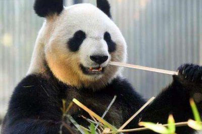 ����èΪʲô����Ϊ�й��Ĺ��� ��Ϊ�����й�����
