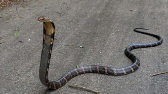 王锦蛇怕什么蛇 只能给眼镜王蛇当食物了