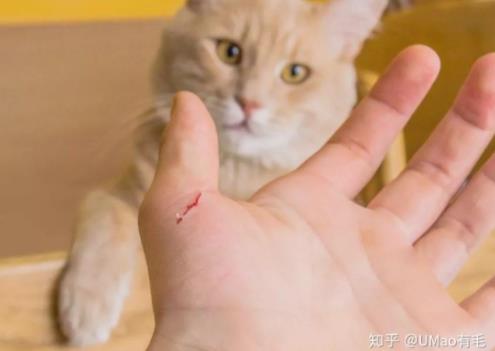为什么好多人被猫抓不打疫苗 猫抓伤后感染狂犬病毒的概率低