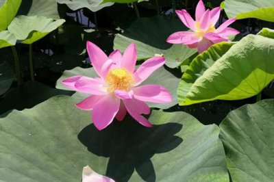 并蒂莲最有名诗句 连理枝并蒂莲对联