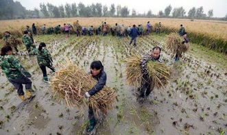 袁隆平杂交稻最高亩产多少 有充足热量条件的地方亩产1149公斤