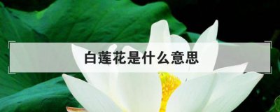 白莲花是什么意思 说女人白莲花什么意思