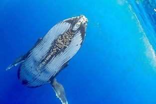 藤壶会长了人身上吗 藤壶不会长在人身上