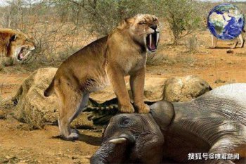 恐猫灭绝的原因是什么 因为环境气候原因