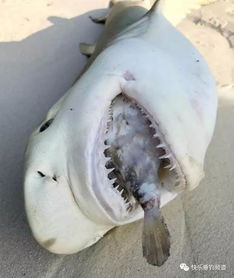 ��������ص���ʲô ��������һ����ı���