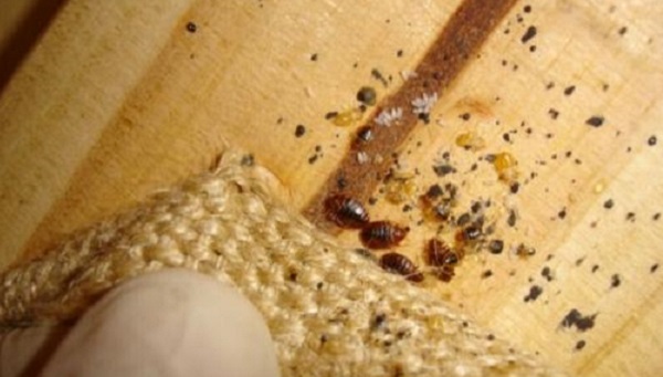 床虱出现的信号 怎么滋生的 褥虫和床虱什么区别