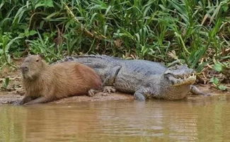 Ϊʲô���㲻����ˮ�� ˮ��Ϊʲô���Ժ������ƽ�ദ