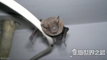 蝙蝠飞到家里是什么预兆 驱赶蝙蝠的方法