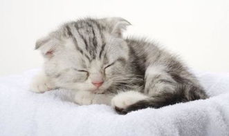 为什么养折耳猫很残忍 因为它天生就有基因缺陷