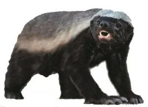 蜜獾为什么叫平头哥 非洲草原二哥战斗力强悍